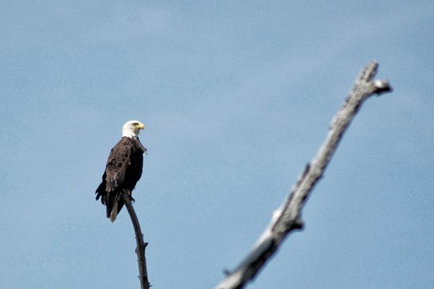 Bald Eagle perched near its nest at Hovey Lake