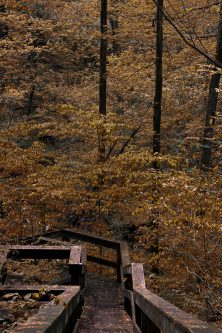 Wooden Walkway into Ravine