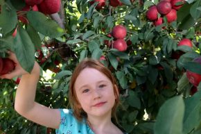Farview Orchards